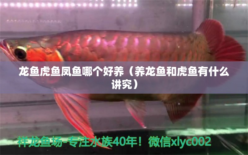 龍魚虎魚鳳魚哪個好養(yǎng)（養(yǎng)龍魚和虎魚有什么講究） 虎魚百科