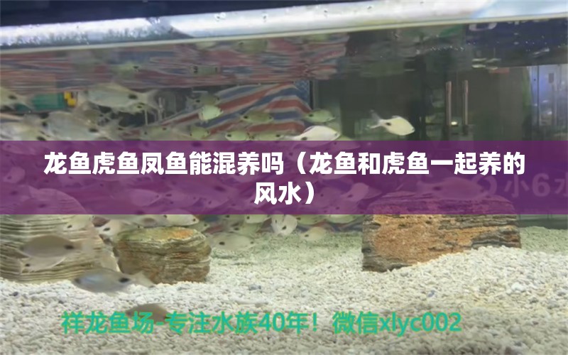 龍魚虎魚鳳魚能混養(yǎng)嗎（龍魚和虎魚一起養(yǎng)的風水） 魚缸風水