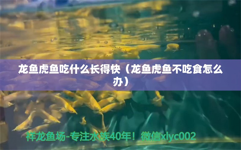 龍魚虎魚吃什么長(zhǎng)得快（龍魚虎魚不吃食怎么辦）