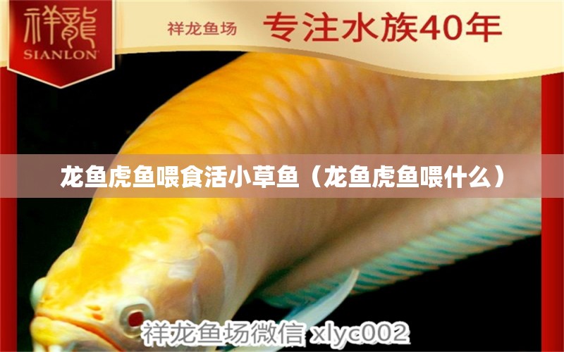 龍魚(yú)虎魚(yú)喂食活小草魚(yú)（龍魚(yú)虎魚(yú)喂什么） 虎魚(yú)百科