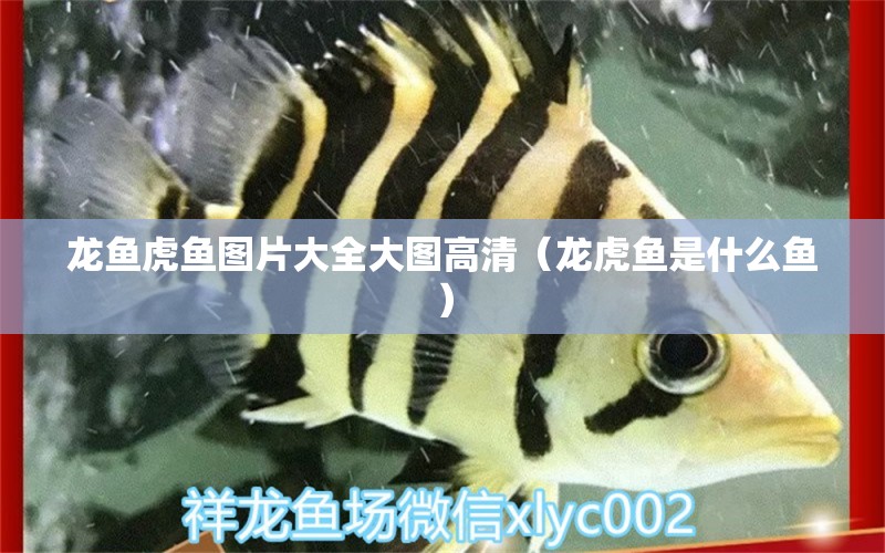 龍魚虎魚圖片大全大圖高清（龍虎魚是什么魚）