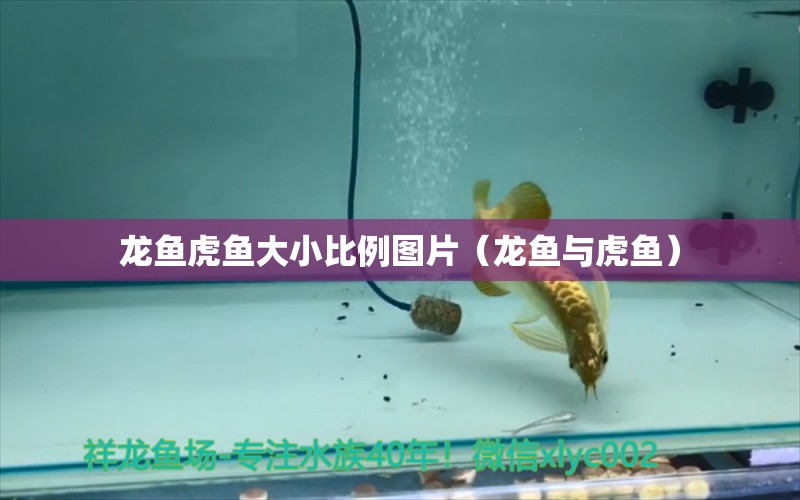 龍魚虎魚大小比例圖片（龍魚與虎魚）