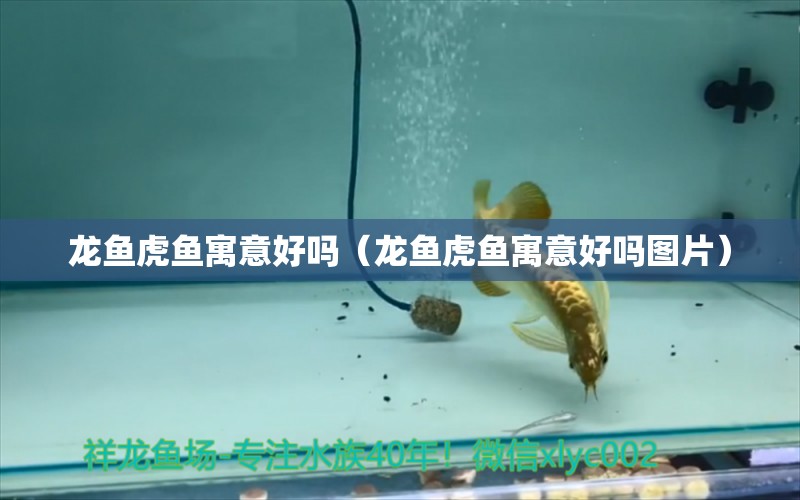 龍魚(yú)虎魚(yú)寓意好嗎（龍魚(yú)虎魚(yú)寓意好嗎圖片）