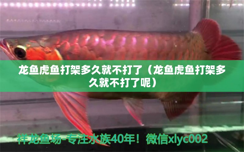 龍魚虎魚打架多久就不打了（龍魚虎魚打架多久就不打了呢） 虎魚百科