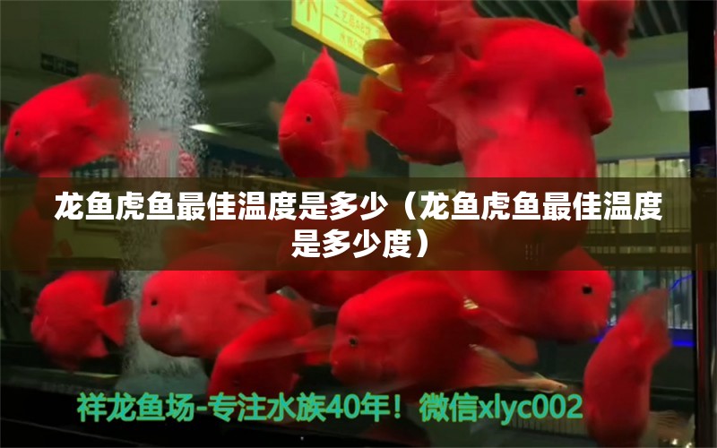 龍魚虎魚最佳溫度是多少（龍魚虎魚最佳溫度是多少度） 虎魚百科