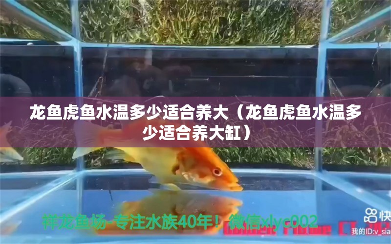 龍魚虎魚水溫多少適合養(yǎng)大（龍魚虎魚水溫多少適合養(yǎng)大缸） 虎魚百科