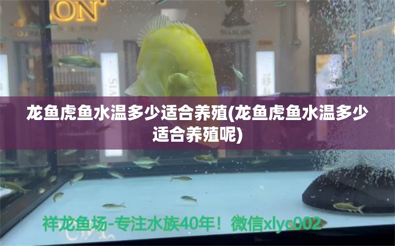 龍魚虎魚水溫多少適合養(yǎng)殖(龍魚虎魚水溫多少適合養(yǎng)殖呢)