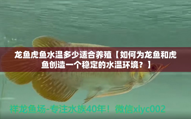 龍魚虎魚水溫多少適合養(yǎng)殖【如何為龍魚和虎魚創(chuàng)造一個(gè)穩(wěn)定的水溫環(huán)境？】 水族問答 第1張