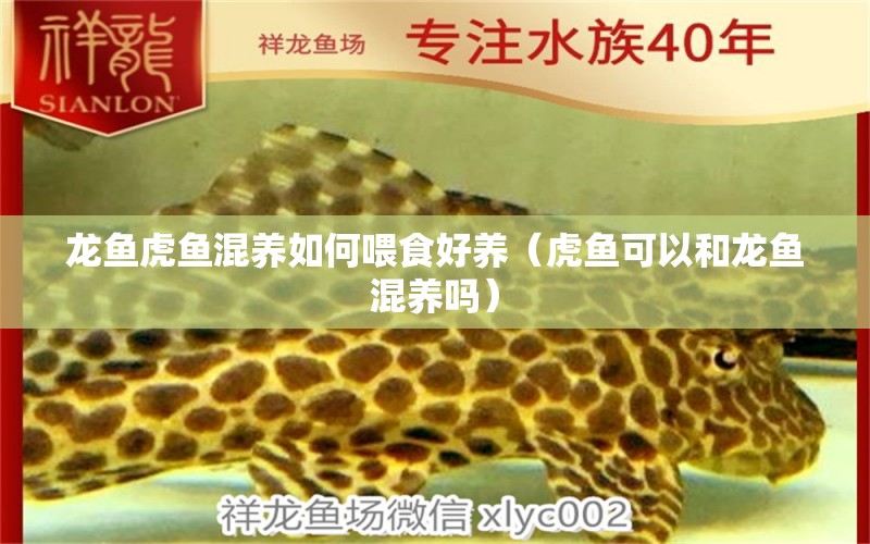 龍魚虎魚混養(yǎng)如何喂食好養(yǎng)（虎魚可以和龍魚混養(yǎng)嗎） 虎魚百科