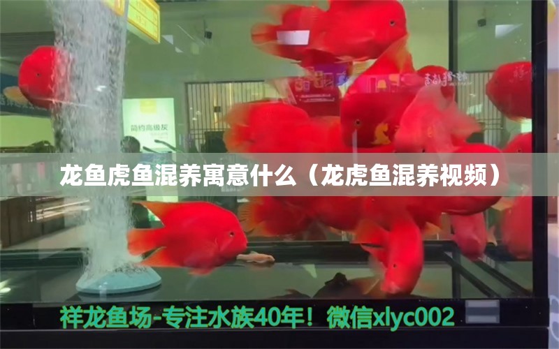 龍魚虎魚混養(yǎng)寓意什么（龍虎魚混養(yǎng)視頻）