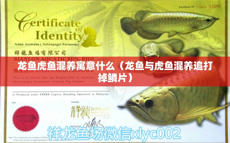 龍魚虎魚混養(yǎng)寓意什么（龍魚與虎魚混養(yǎng)追打掉鱗片） 虎魚百科