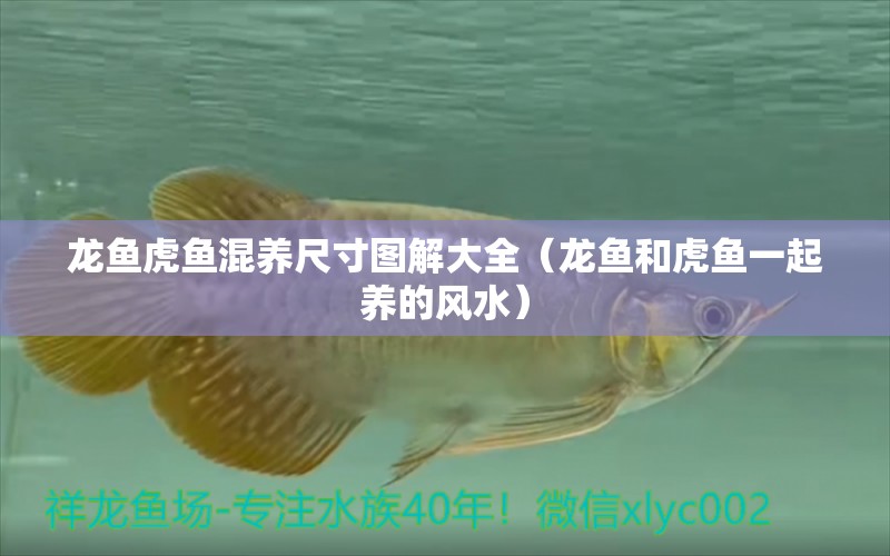 龍魚虎魚混養(yǎng)尺寸圖解大全（龍魚和虎魚一起養(yǎng)的風(fēng)水） 魚缸風(fēng)水