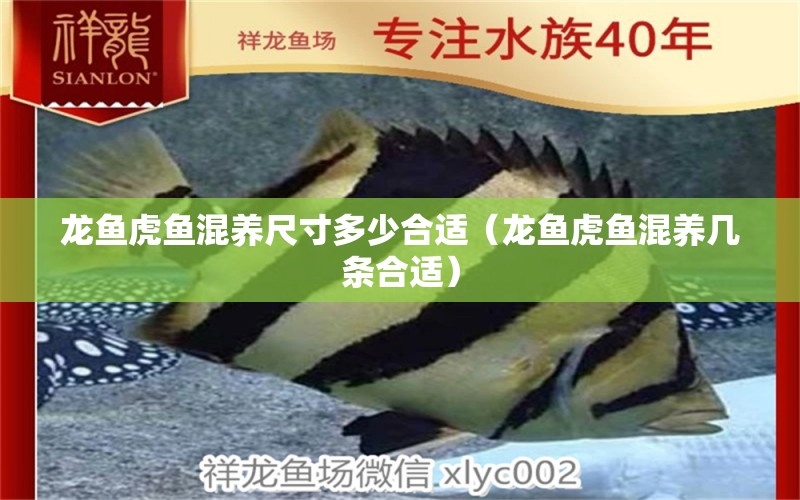 龍魚(yú)虎魚(yú)混養(yǎng)尺寸多少合適（龍魚(yú)虎魚(yú)混養(yǎng)幾條合適）