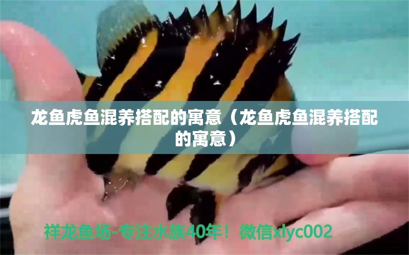 龍魚虎魚混養(yǎng)搭配的寓意（龍魚虎魚混養(yǎng)搭配的寓意） 虎魚百科