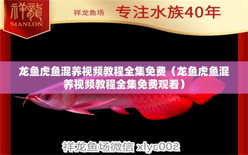 龍魚虎魚混養(yǎng)視頻教程全集免費(fèi)（龍魚虎魚混養(yǎng)視頻教程全集免費(fèi)觀看）