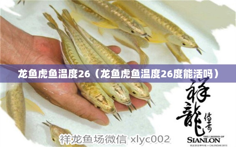 龍魚虎魚溫度26（龍魚虎魚溫度26度能活嗎）