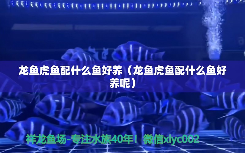 龍魚虎魚配什么魚好養(yǎng)（龍魚虎魚配什么魚好養(yǎng)呢）