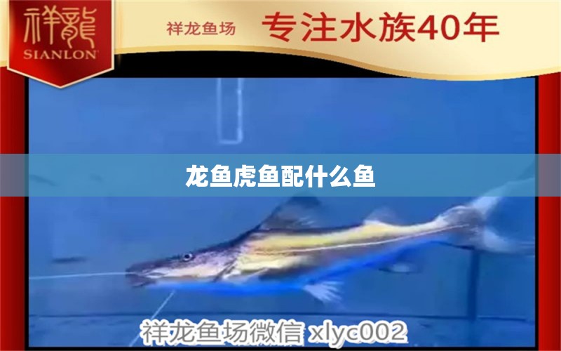 龍魚虎魚配什么魚