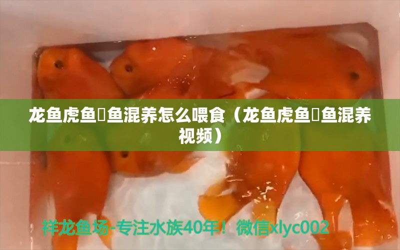 龍魚虎魚魟魚混養(yǎng)怎么喂食（龍魚虎魚魟魚混養(yǎng)視頻） 虎魚百科