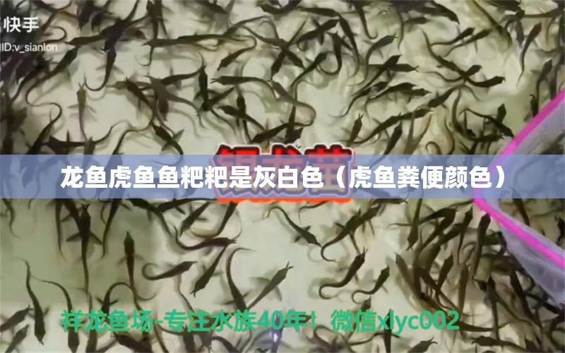 龍魚虎魚魚粑粑是灰白色（虎魚糞便顏色）