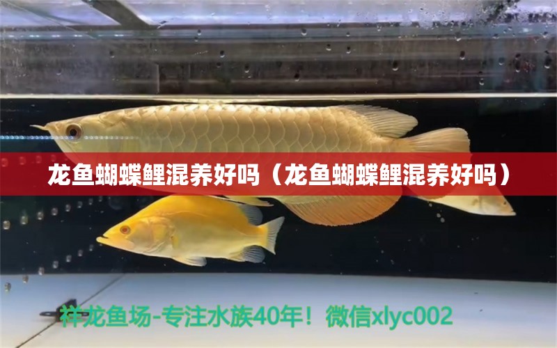 龍魚蝴蝶鯉混養(yǎng)好嗎（龍魚蝴蝶鯉混養(yǎng)好嗎） 飛鳳魚