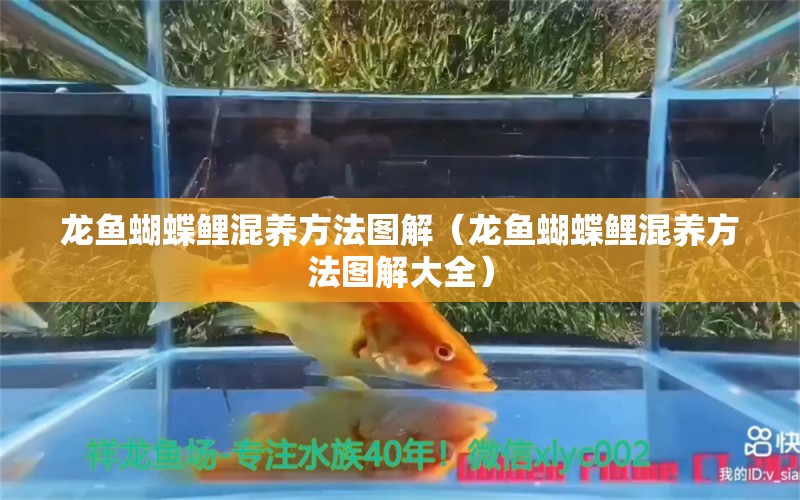 龍魚蝴蝶鯉混養(yǎng)方法圖解（龍魚蝴蝶鯉混養(yǎng)方法圖解大全） 蝴蝶鯉