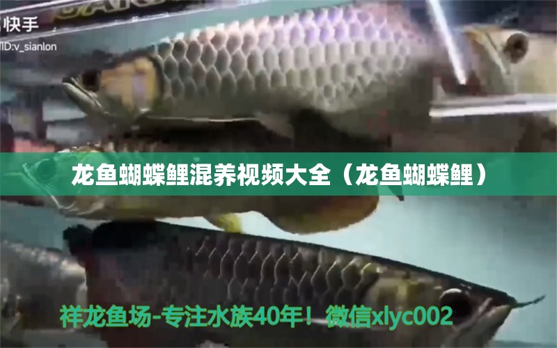 龍魚蝴蝶鯉混養(yǎng)視頻大全（龍魚蝴蝶鯉）