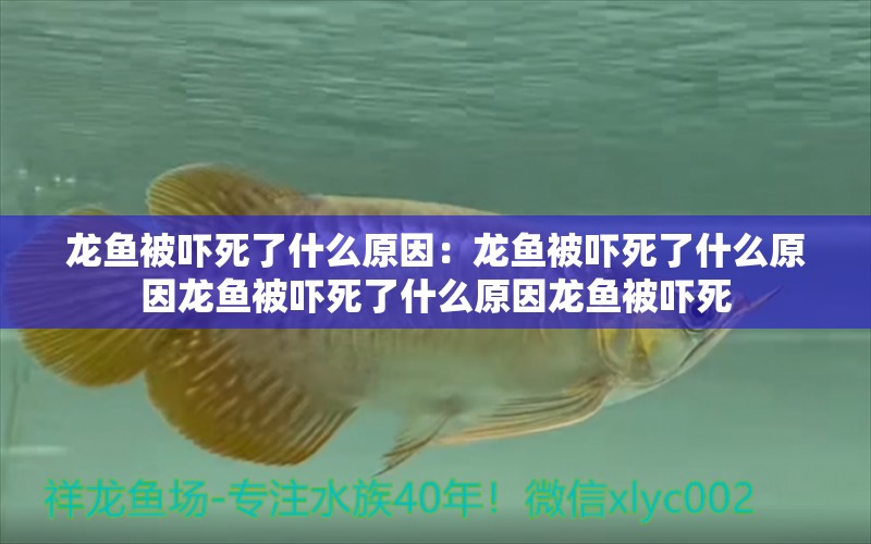 龍魚被嚇死了什么原因：龍魚被嚇死了什么原因龍魚被嚇死了什么原因龍魚被嚇死 龍魚百科 第2張