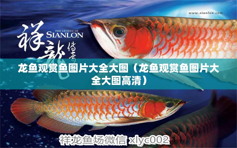 龍魚觀賞魚圖片大全大圖（龍魚觀賞魚圖片大全大圖高清） 高背金龍魚