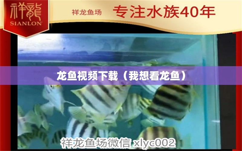 龍魚視頻下載（我想看龍魚）