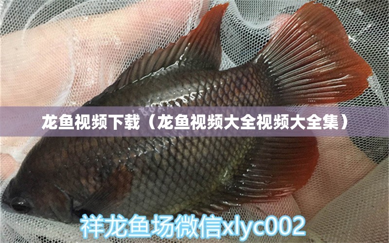 龍魚視頻下載（龍魚視頻大全視頻大全集）