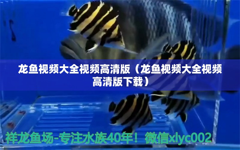 龍魚視頻大全視頻高清版（龍魚視頻大全視頻高清版下載）