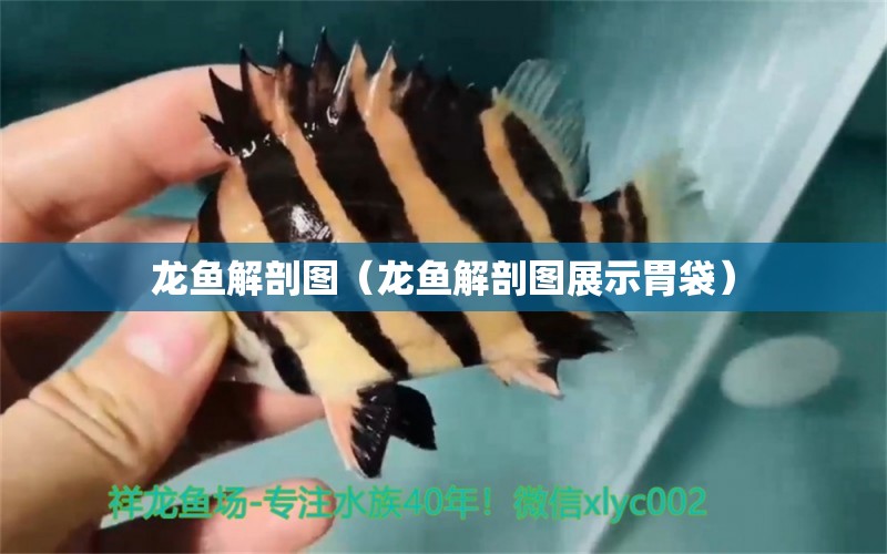 龍魚解剖圖（龍魚解剖圖展示胃袋） 廣州龍魚批發(fā)市場(chǎng)