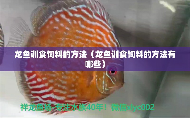 龍魚訓(xùn)食飼料的方法（龍魚訓(xùn)食飼料的方法有哪些）