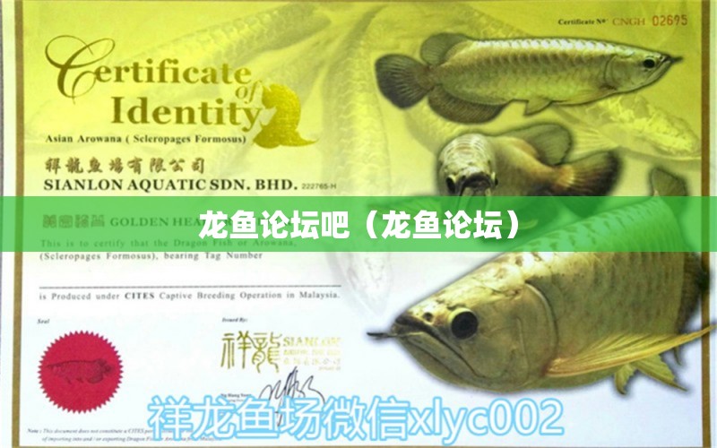 龍魚論壇吧（龍魚論壇） 廣州龍魚批發(fā)市場