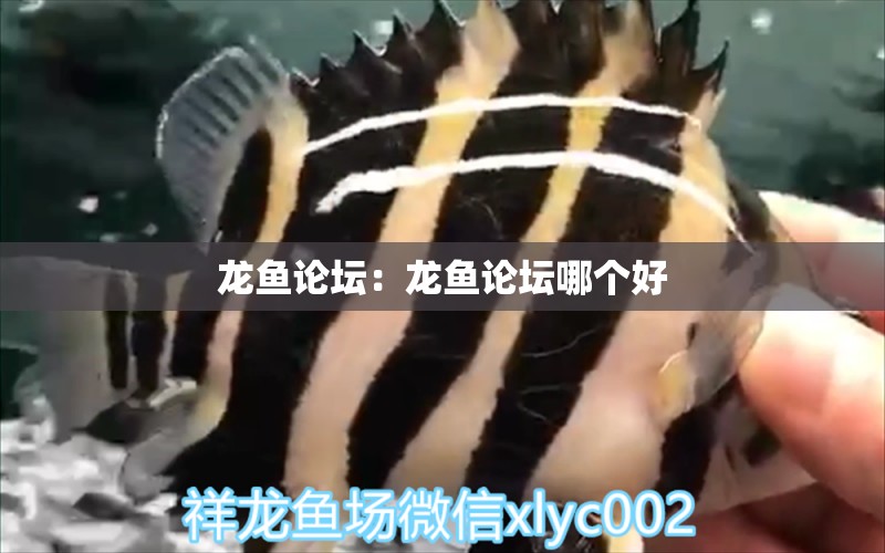 龍魚論壇：龍魚論壇哪個好