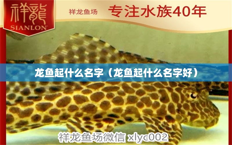 龍魚起什么名字（龍魚起什么名字好）