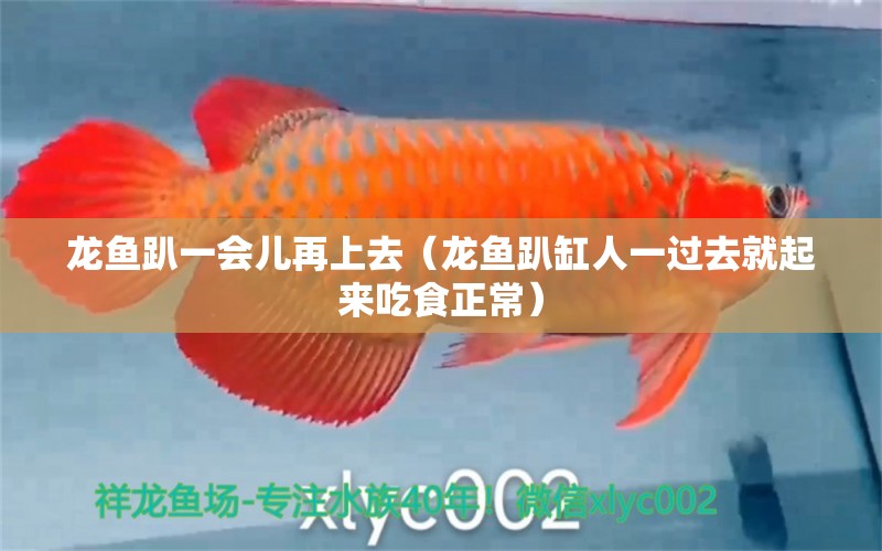 龍魚(yú)趴一會(huì)兒再上去（龍魚(yú)趴缸人一過(guò)去就起來(lái)吃食正常）