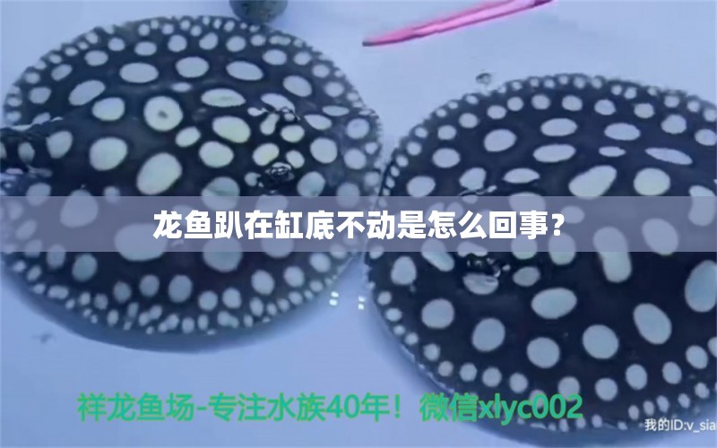 龍魚趴在缸底不動(dòng)是怎么回事？ 馬拉莫寶石魚苗