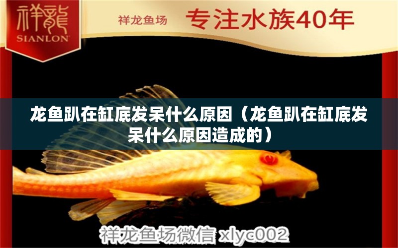 龍魚趴在缸底發(fā)呆什么原因（龍魚趴在缸底發(fā)呆什么原因造成的）