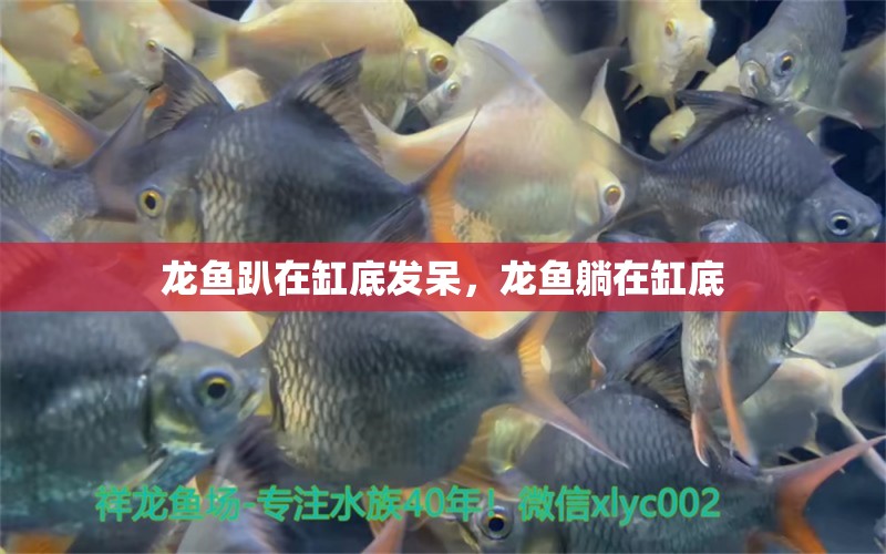 龍魚趴在缸底發(fā)呆，龍魚躺在缸底