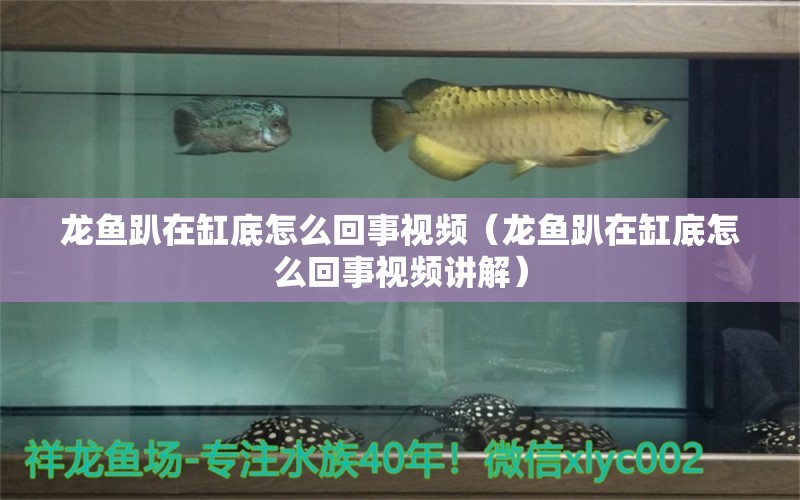 龍魚趴在缸底怎么回事視頻（龍魚趴在缸底怎么回事視頻講解） 廣州龍魚批發(fā)市場(chǎng)