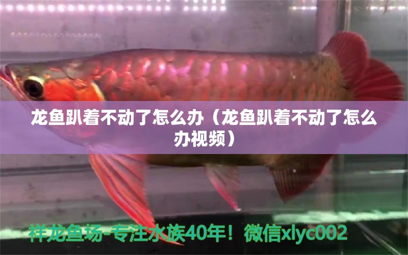 龍魚趴著不動了怎么辦（龍魚趴著不動了怎么辦視頻）