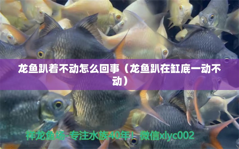 龍魚趴著不動(dòng)怎么回事（龍魚趴在缸底一動(dòng)不動(dòng)）