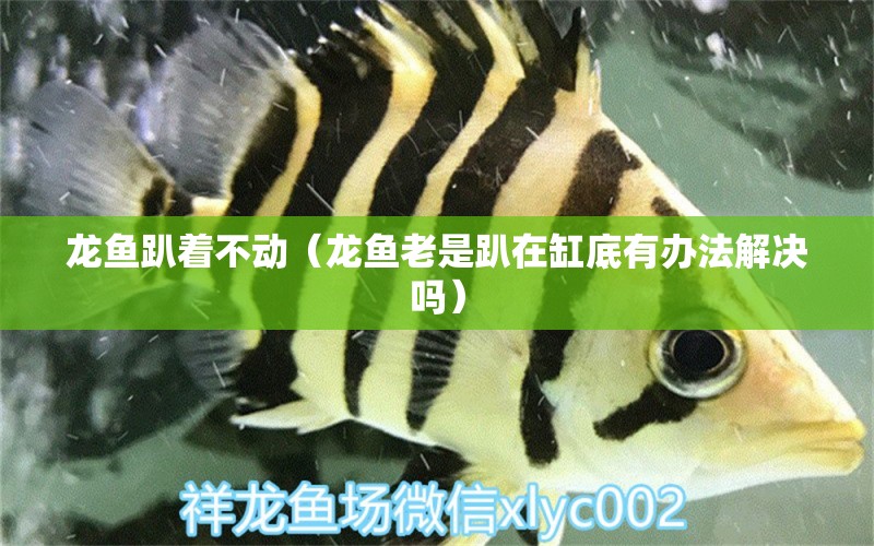 龍魚趴著不動（龍魚老是趴在缸底有辦法解決嗎）