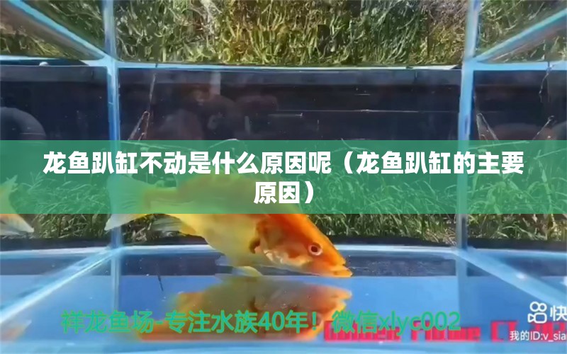 龍魚趴缸不動(dòng)是什么原因呢（龍魚趴缸的主要原因）