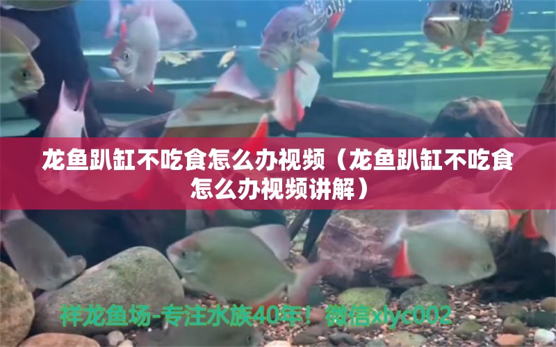 龍魚趴缸不吃食怎么辦視頻（龍魚趴缸不吃食怎么辦視頻講解）