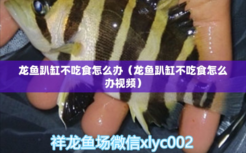 龍魚趴缸不吃食怎么辦（龍魚趴缸不吃食怎么辦視頻） 廣州龍魚批發(fā)市場