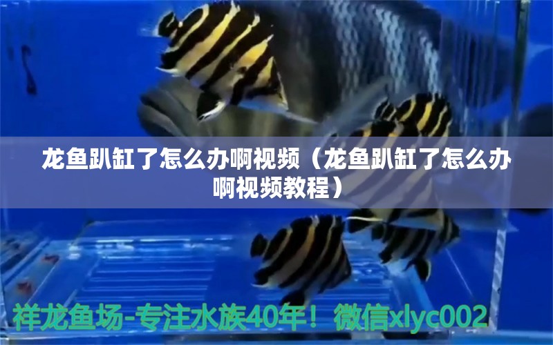 龍魚趴缸了怎么辦啊視頻（龍魚趴缸了怎么辦啊視頻教程）