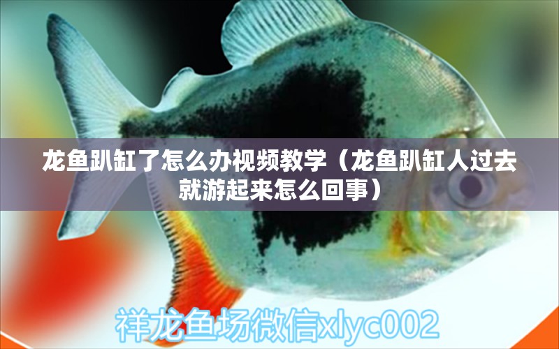 龍魚趴缸了怎么辦視頻教學(xué)（龍魚趴缸人過去就游起來怎么回事） 觀賞魚